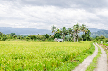 Views in detail of the megalith or 
Megalitik Palindo, Tadulako, Pokekea, Sleeping, Sepe located in Poso Regency, also rice fields and markets. Sulawesi.