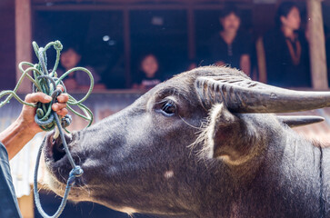 Views in detail of Rantepao and Tana Toraja Regency. Shoeing the graves, rice fields and markets....