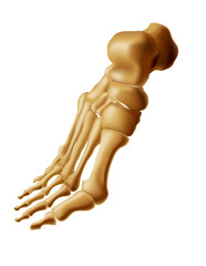 Realistic foot bones anatomy of human footstep 3 4 view skeleton vector illustration