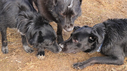 Fototapeta premium doggy dogs