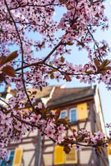 Alsace Springtime Impression / Twigs full of cherry blossoms at old town background with timber framed house