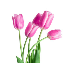 Bouquet of five pink tulips close-up isolated on white background - obrazy, fototapety, plakaty