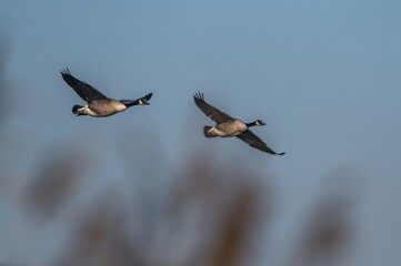 Canada Geese, Canada Goose, Branta Canadensis in flight