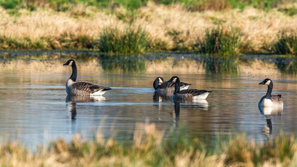 Canada Geese, Canada Goose, Branta Canadensis in habitat
