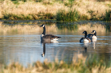 Canada Geese, Canada Goose, Branta Canadensis in habitat