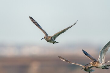 Eurasian Curlew or Common Curlew, Numenius arquata in a flight on blue sky