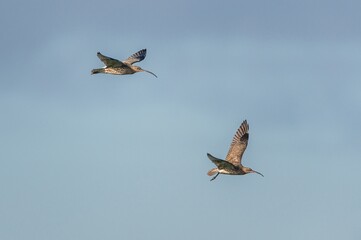 Eurasian Curlew or Common Curlew, Numenius arquata in a flight on blue sky