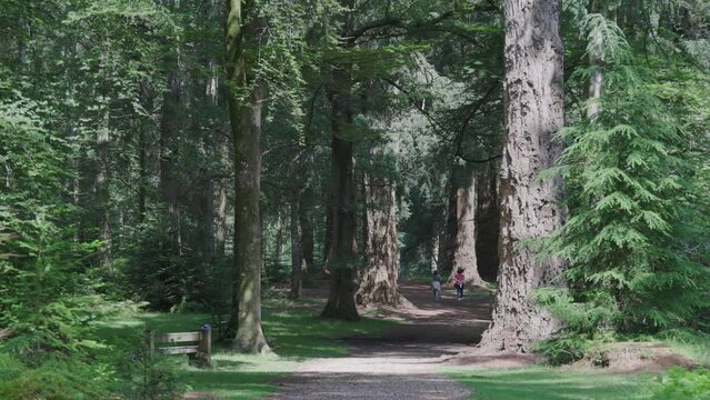 Footpath through tall trees in the New Forest Hampshire England