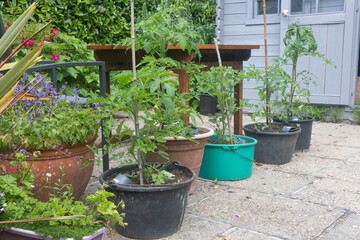 Tomato plants growing in flowerpots