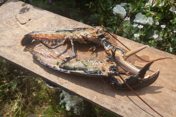 Breton lobster cut in two pieces