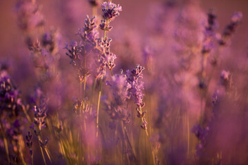 Obraz premium Beautiful image of lavender fields. Summer sunset landscape