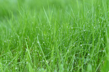 Green grass. dew. background. background