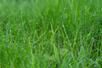 Green grass. dew. background. background