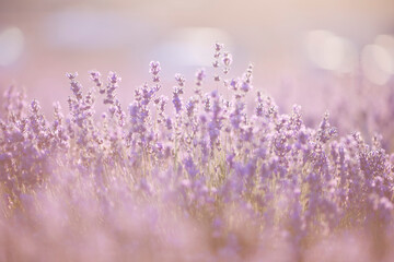 Beautiful image of lavender fields. Summer sunset landscape