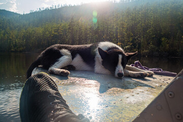 parody's dog laika lies on a fishing boat against the background of a river forest and mountain