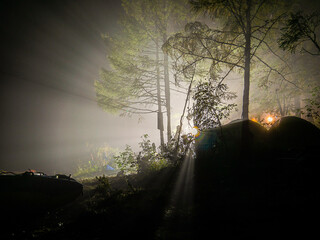 night photo of a tree in the fog with a background light in the forest