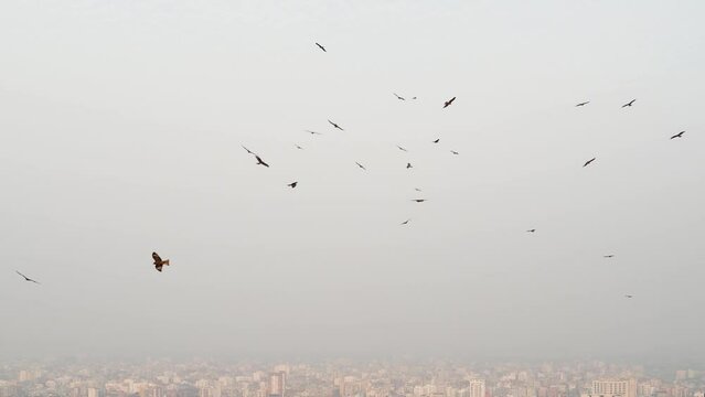 Group Of Black Birds Circling High Above Morning Hazy Cityscape View. Slow Motion With Tilt Down Reveal