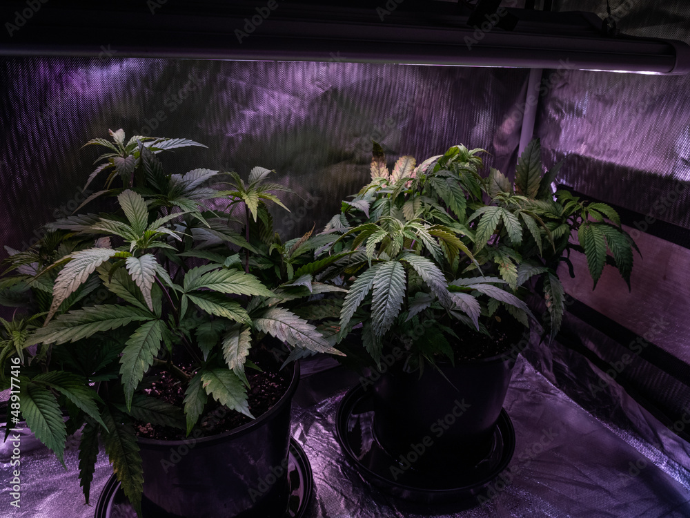 Sticker Two small cannabis plants growing in a grow tent under a professional light