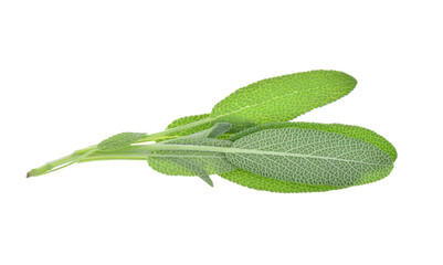 Obraz premium Top view of Sage herb isolated on white background.