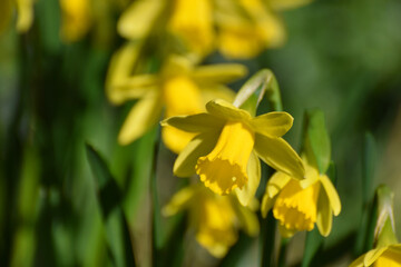 Bright yellow daffodil flower one in focus