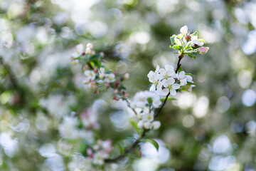 Arbres printemps