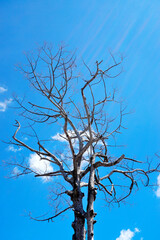 Dried tree with clouds in blue sky background