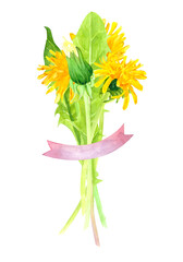 Watercolor illustration of a bouquet of dandelions on an isolated white background, spring and summer wild flowers with a ribbon for text, romantic background for wedding cards and invitations.