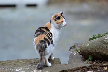 横を向く三毛猫