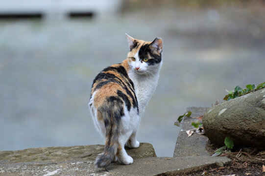 三毛猫 の画像 30 703 件の Stock 写真 ベクターおよびビデオ Adobe Stock