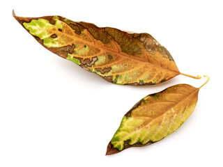 Fototapeta premium Autumn avocado leaf isolated on white background.