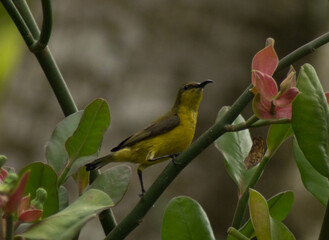 Olive Backed Sunbird