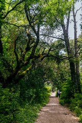 path in the woods