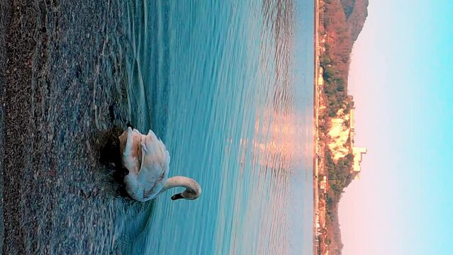 .Beautiful graceful white swan enters in water of Lake Maggiore in Italy. Angera castle in background. VERTICAL format slow motion