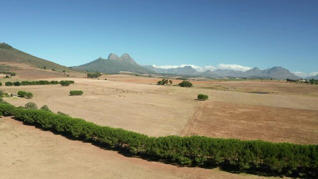 Lush Bushes On Flatland Of Simonsberg Nature Reserve In Stellenbosch At Wine Region In Western Cape Province, South Africa. Aerial Shot