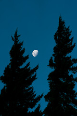 Naklejka premium moon and trees