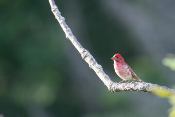 Finch on a branch in the sunlight