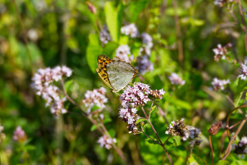 Silver-washed Fritillary butterfly (Argynnis paphia) sitting on light pink flower in Zurich, Switzerland