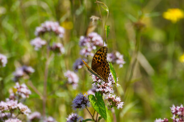 Silver-washed Fritillary butterfly (Argynnis paphia) sitting on light pink flower in Zurich, Switzerland