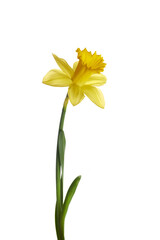 Spring yellow daffodil flower isolated on white background.