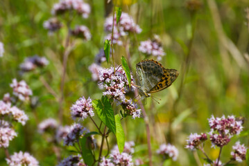 Silver-washed Fritillary butterfly (Argynnis paphia) sitting on light pink flower in Zurich, Switzerland