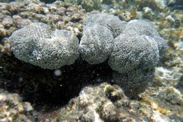 View of colorful corals