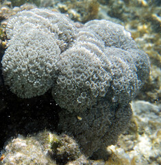 Obraz premium View of colorful corals