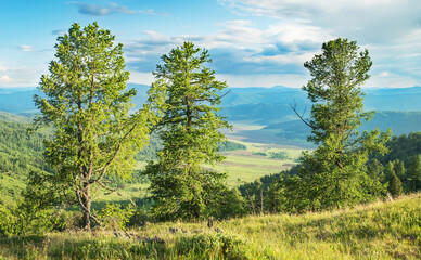 Fototapeta premium Mountain landscape, trees in the foreground and a valley in the background