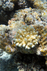Naklejka na ściany i meble View of colorful corals