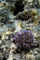 Fototapeta na wymiar View of colorful corals