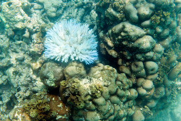 Naklejka na ściany i meble The climate change is killing corals