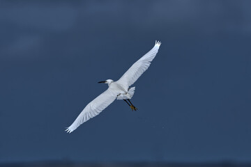 An egret in flight