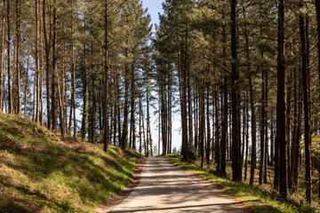 dirt road through the forest in the basque country