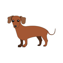 Dachshund dogs with white background