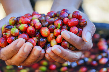 raw seed red berries coffee beans.